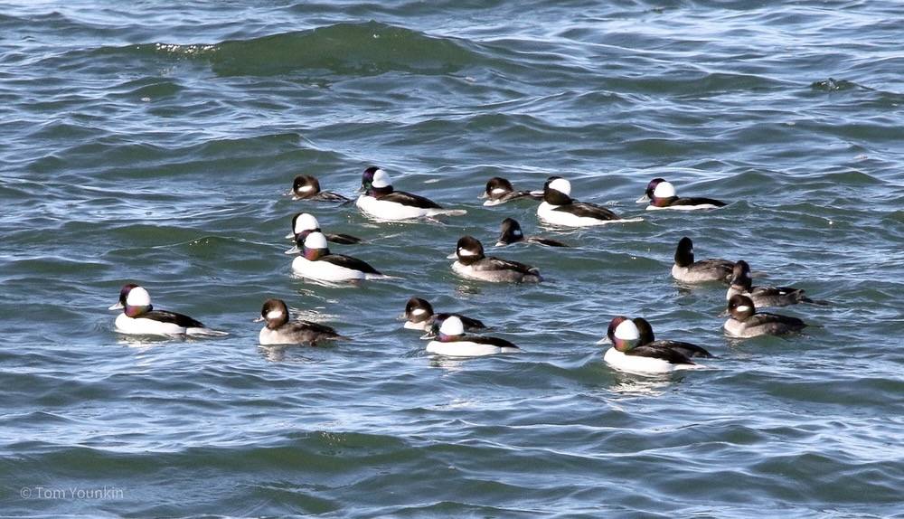 Tom Younkin, kingbirder.com